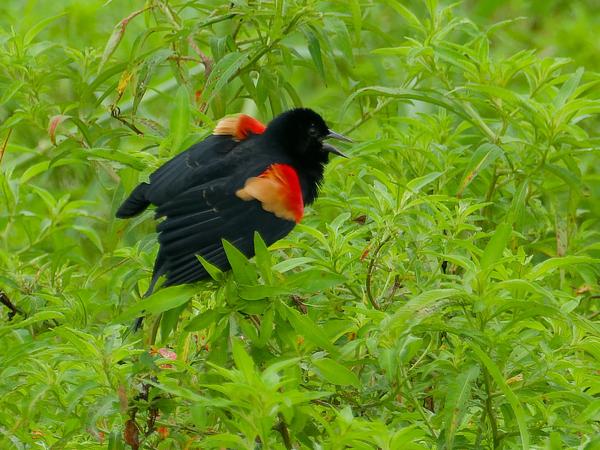 <h3><a href="/trips/costa-rica/biota/animalia/chordata/aves/040 passeriformes/124 icteridae/agelaius phoeniceus/agelaius phoeniceus-nl.html">Agelaius&nbsp;phoeniceus</a> / Red‑winged&nbsp;blackbird / Epauletspreeuw</h3>OM-1 Mark II met M.300mm F4.0 + MC-14, 1/640 sec  bij F6.3, ISO 800, afstand 327&nbsp;m